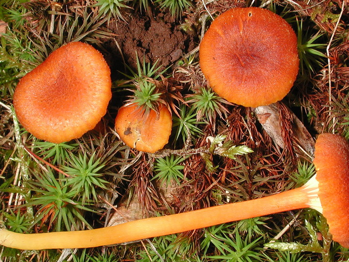 Hygrocybe turunda