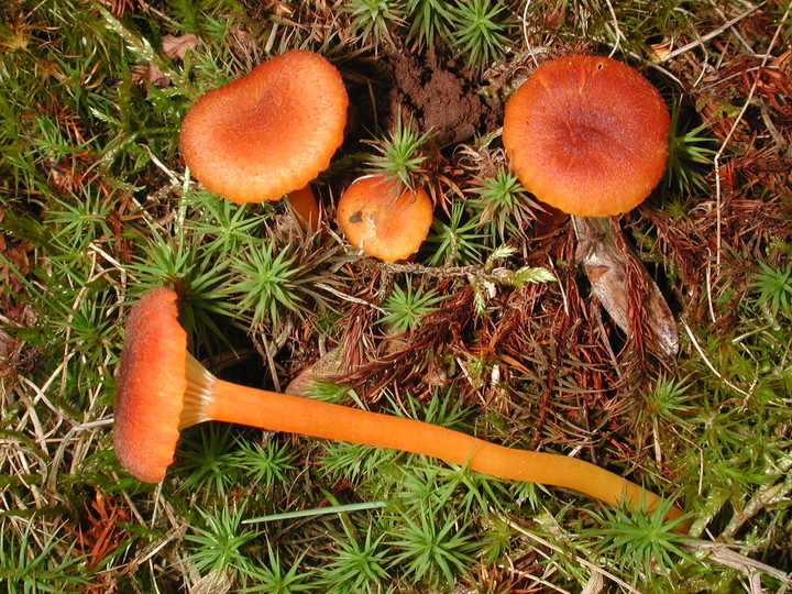 Hygrocybe turunda