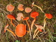 Hygrocybe reidii