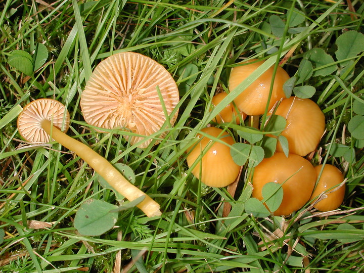 Hygrocybe laeta