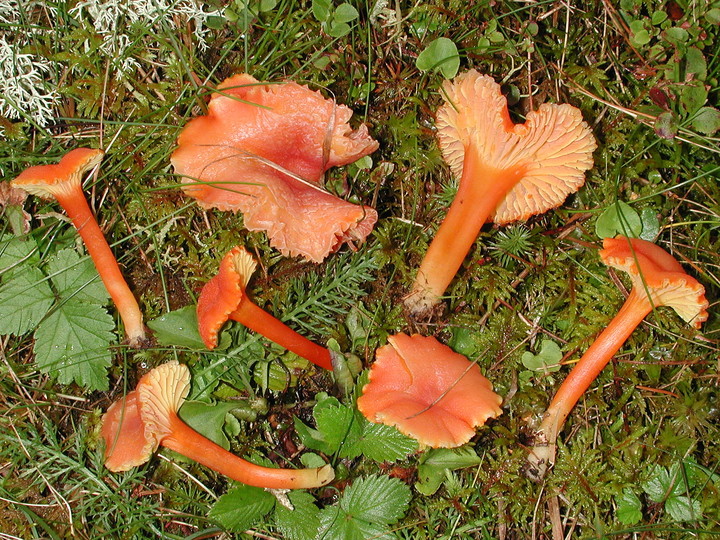 Hygrocybe reidii