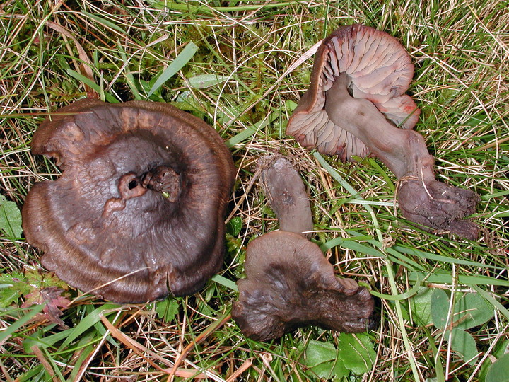 Hygrocybe ovina