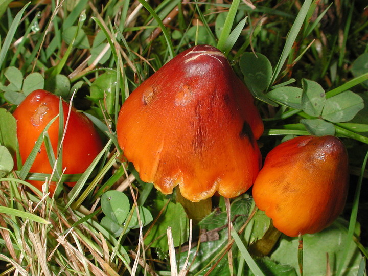 Hygrocybe conica