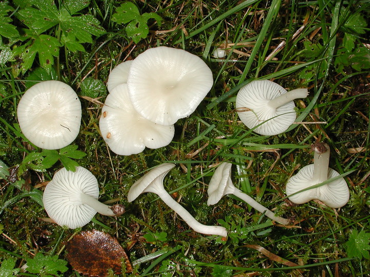 Hygrocybe virginea