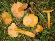 Hygrocybe quieta