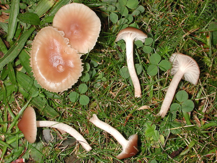 Hygrocybe virginea var. ochraceopallida