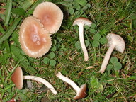 Hygrocybe virginea var. ochraceopallida