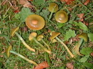 Hygrocybe psittacina