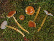 Hygrocybe laeta