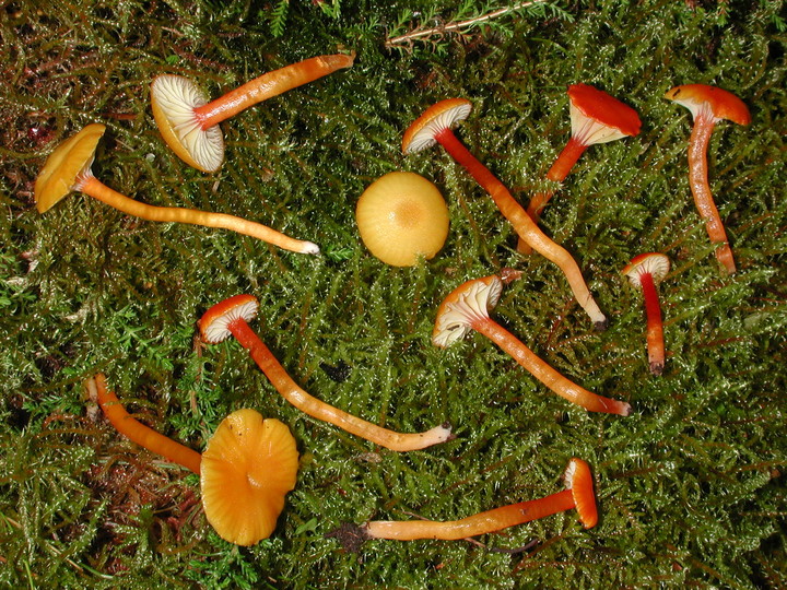 Hygrocybe insipida