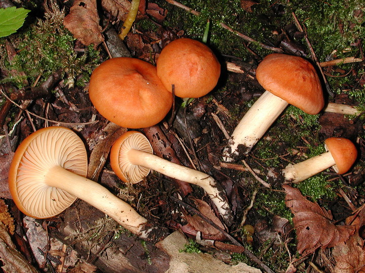 Hygrocybe pratensis