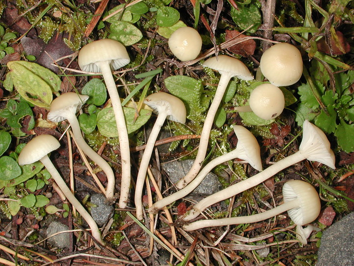 Hygrocybe russocoriacea