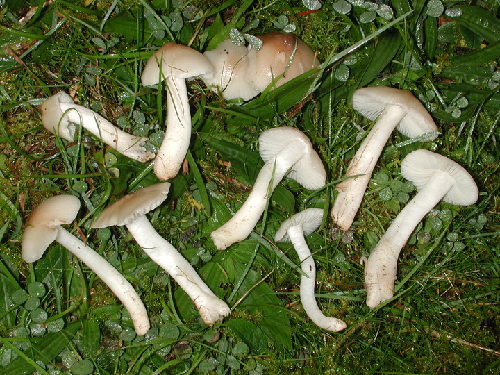 Hygrocybe fornicata