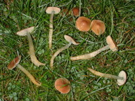 Hygrocybe psittacina