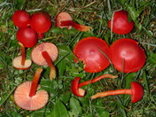 Hygrocybe coccinea