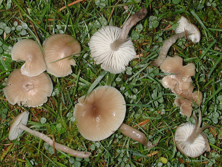 Hygrocybe irrigata