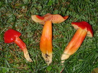 Hygrocybe splendidissima