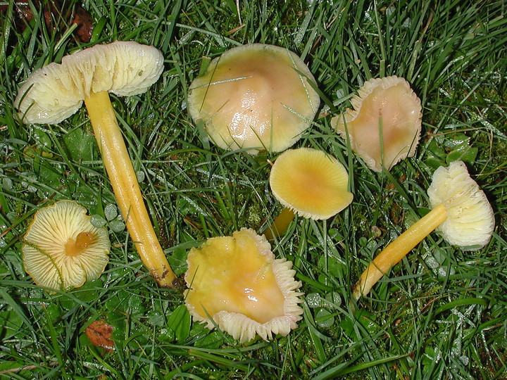 Hygrocybe chlorophana