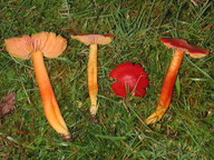 Hygrocybe splendidissima