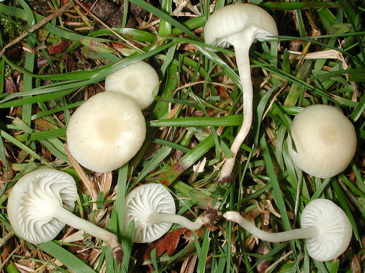 Hygrocybe russocoriacea