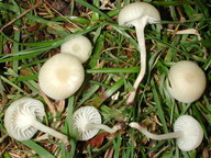 Hygrocybe russocoriacea