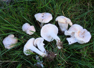 Hygrocybe pratensis