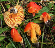 Hygrocybe aurantiosplendens