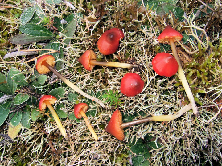 Hygrocybe conicoides