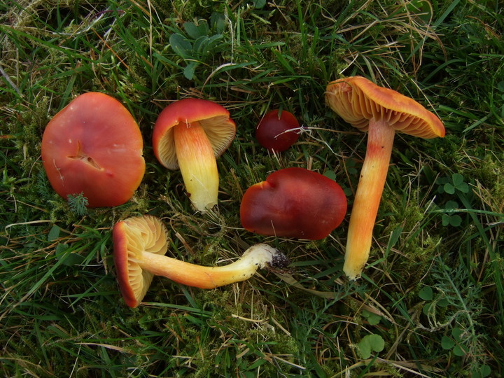 Hygrocybe punicea