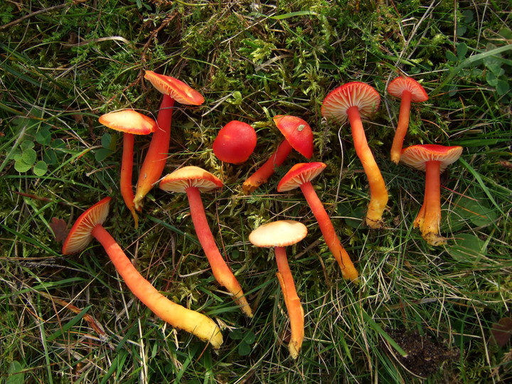 Hygrocybe coccinea