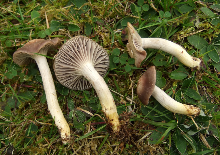 Hygrocybe flavipes