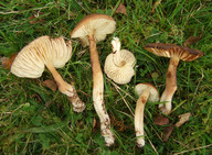 Hygrocybe ingrata