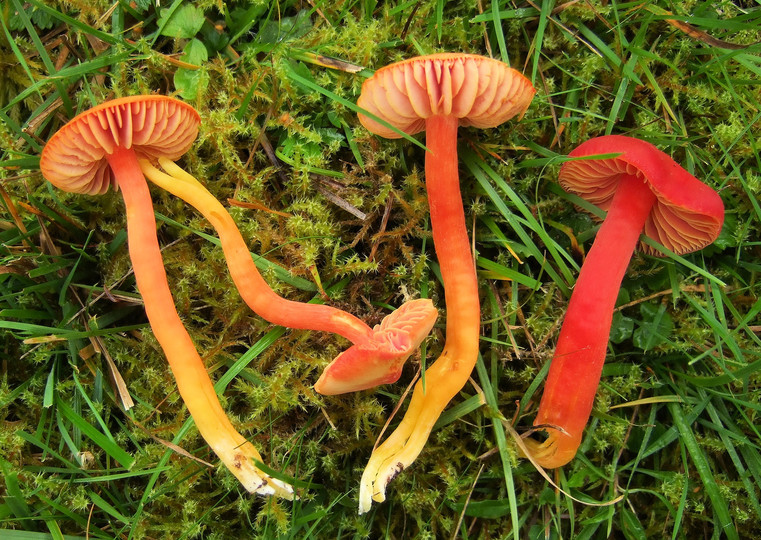 Hygrocybe coccinea