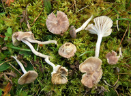 Hygrocybe radiata