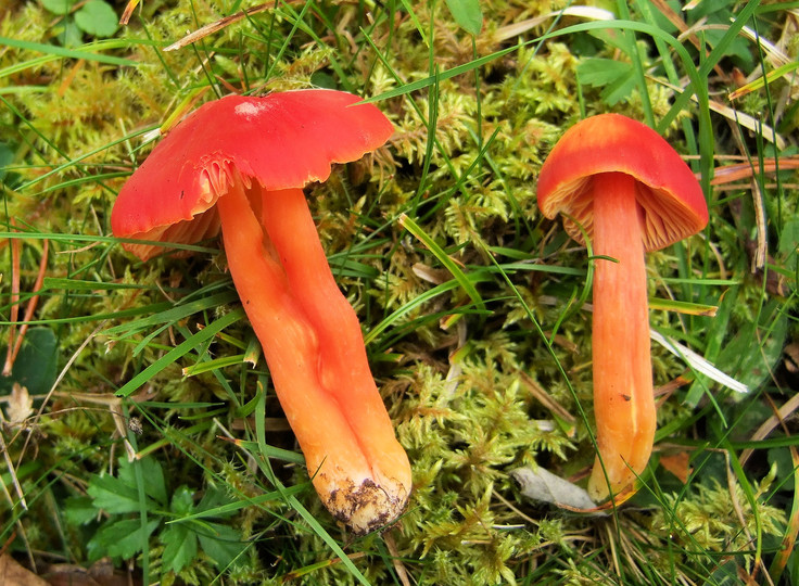 Hygrocybe splendidissima