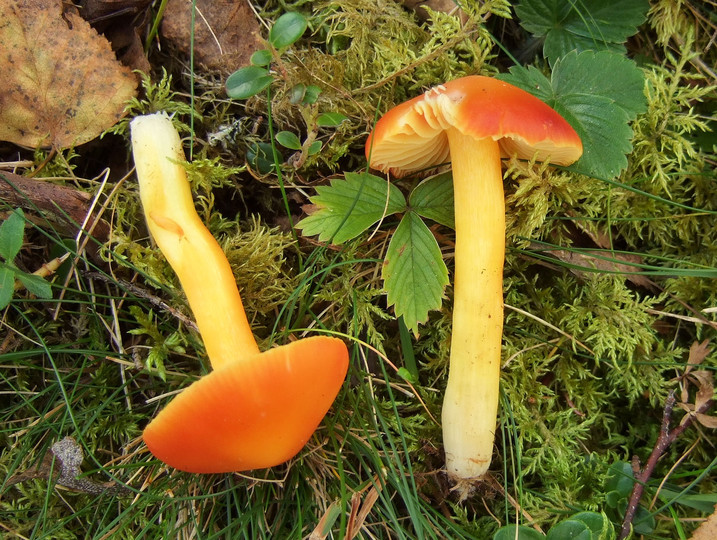 Hygrocybe aurantiosplendens