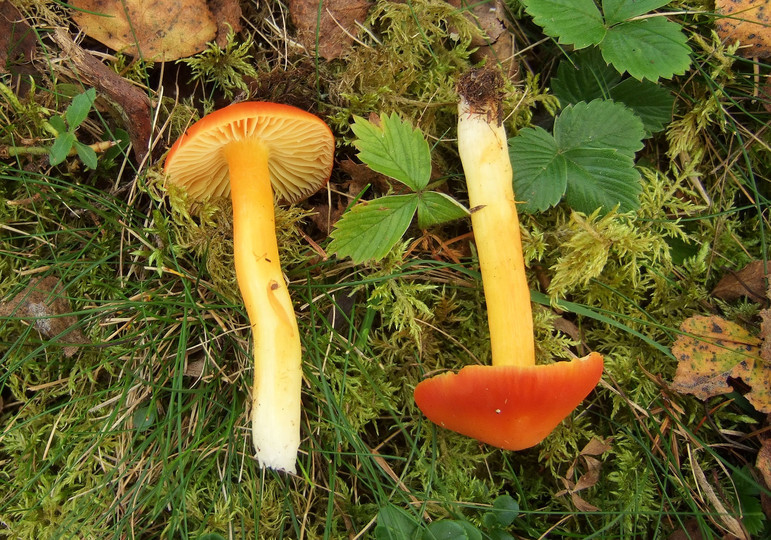 Hygrocybe aurantiosplendens