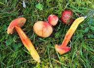 Hygrocybe splendidissima