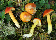 Hygrocybe aurantiosplendens