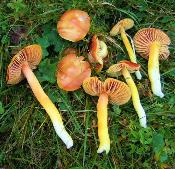 Hygrocybe aurantiosplendens