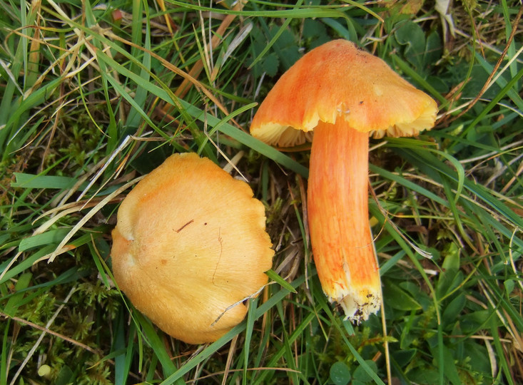 Hygrocybe intermedia