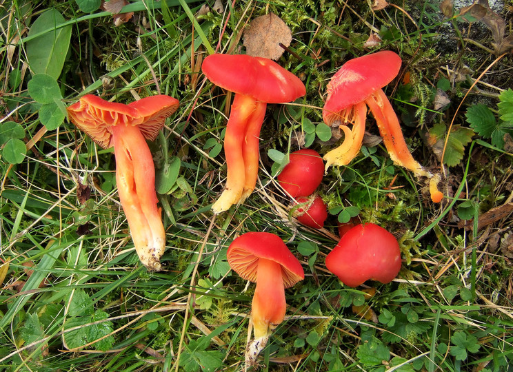 Hygrocybe splendidissima