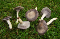 Hygrocybe lacmus