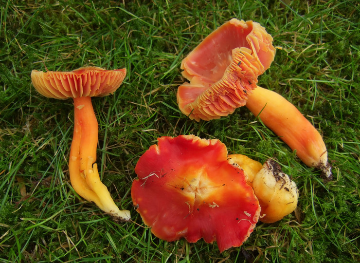 Hygrocybe splendidissima