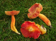 Hygrocybe splendidissima