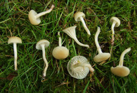 Hygrocybe russocoriacea