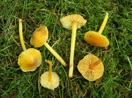 Hygrocybe chlorophana 