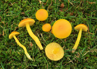 Hygrocybe ceracea