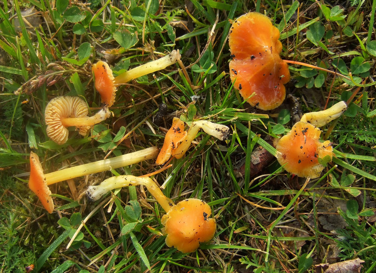 Hygrocybe acutoconica var. konradii