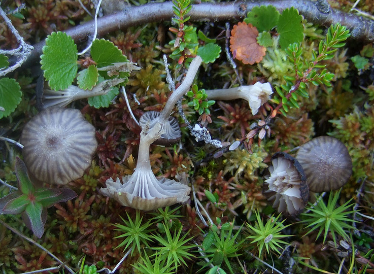 Hygrocybe cinerella